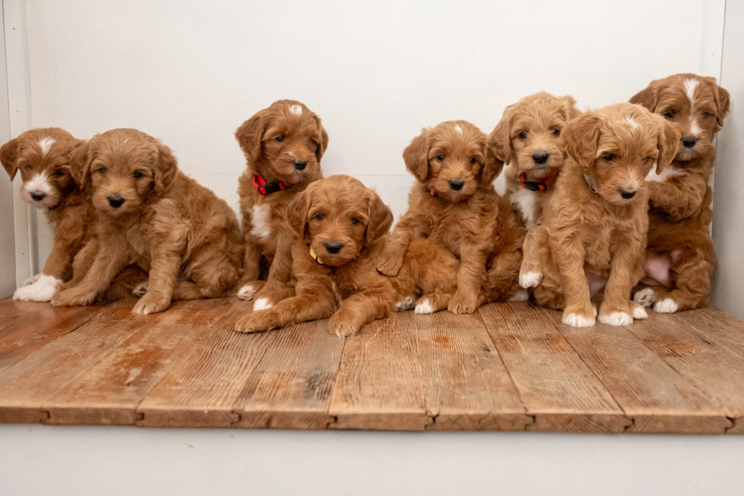 Past Litters in Phoenix, AZ | Daisy Mountain Doodles